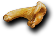 Class | Catering ve Toplu Yemek Hizmetleri