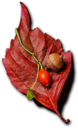 Class | Catering ve Toplu Yemek Hizmetleri